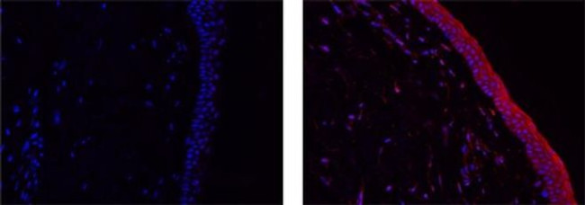 IL-38 Antibody in Immunohistochemistry (Paraffin) (IHC (P))
