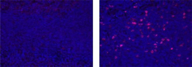 IDO Antibody in Immunohistochemistry (Paraffin) (IHC (P))