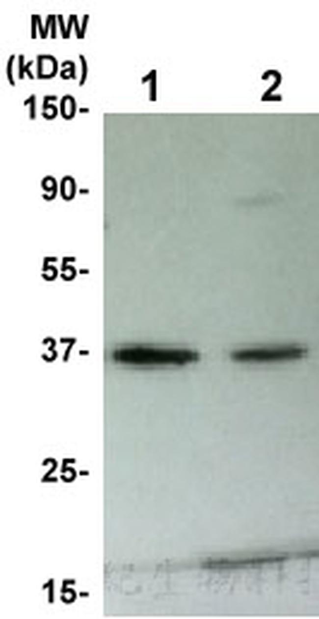 P38 Antibody in Western Blot (WB)