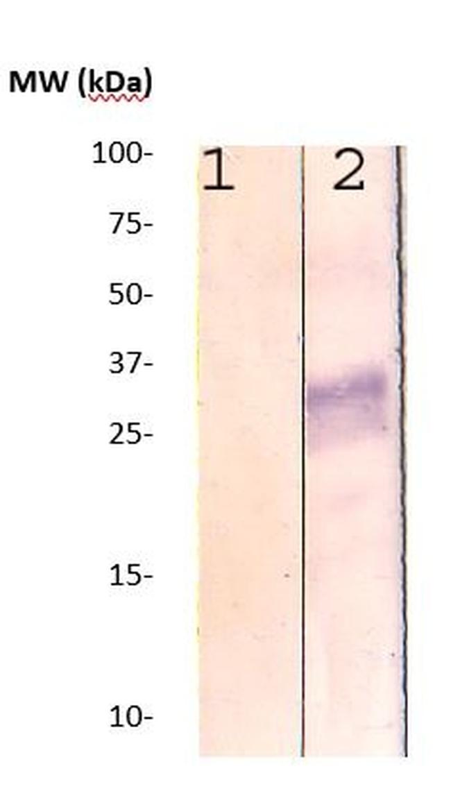 Rho Antibody in Western Blot (WB)