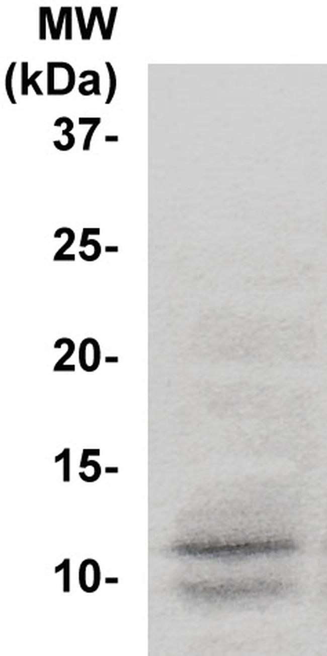 SUMO-3/Sentrin-3 Antibody in Western Blot (WB)