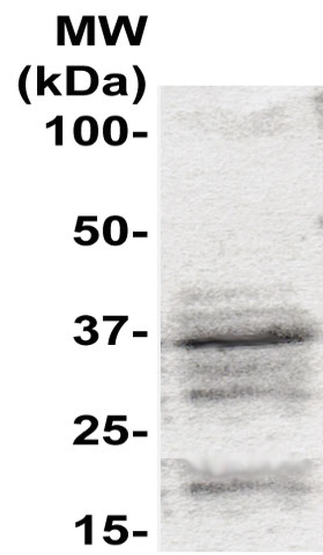Cyclin G1 Antibody in Western Blot (WB)