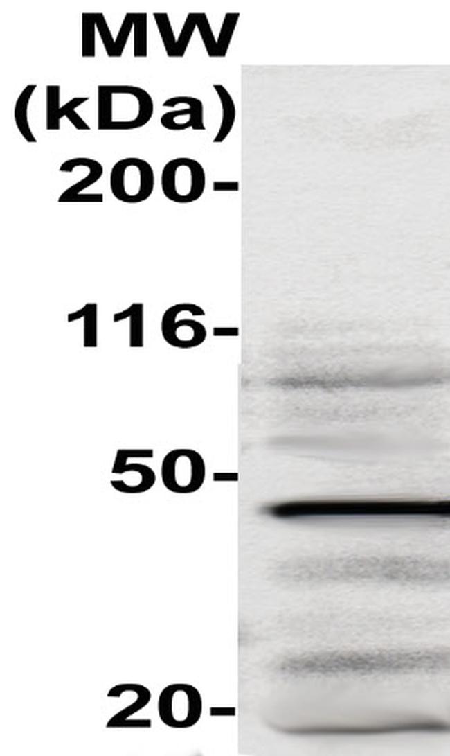 CD72 Antibody in Western Blot (WB)