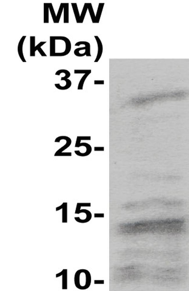 SUMO-1/Sentrin-1 Antibody in Western Blot (WB)
