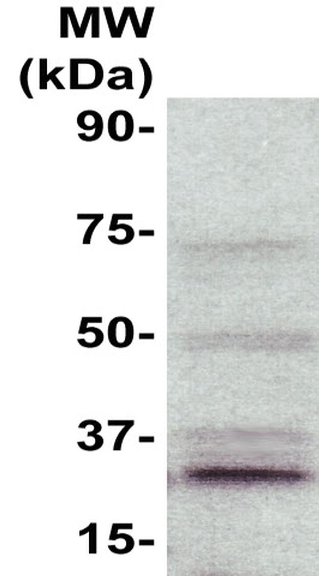 CD9 Antibody in Western Blot (WB)