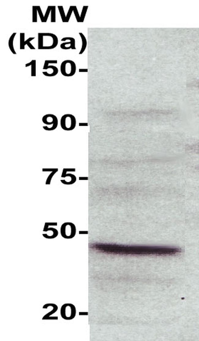 NCK2 Antibody in Western Blot (WB)