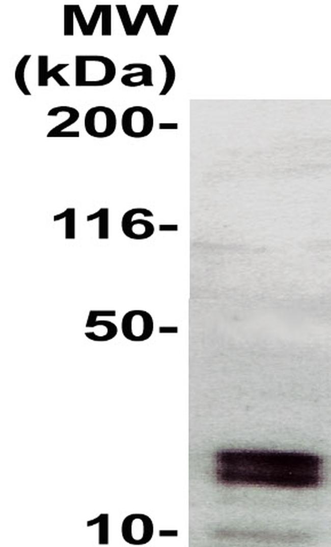 Ephrin A4 Antibody in Western Blot (WB)