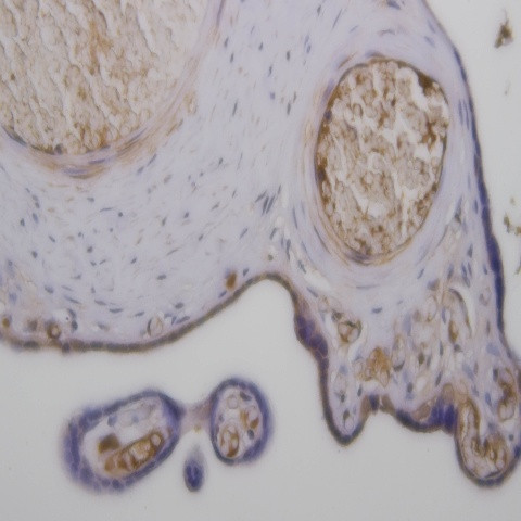 TGF beta Receptor III Antibody in Immunohistochemistry (Paraffin) (IHC (P))