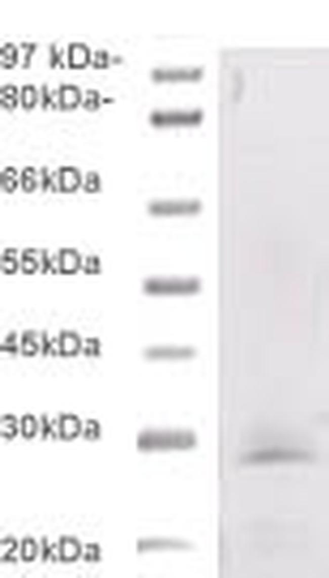 Phospho-BCL-2 (Thr56) Antibody in Western Blot (WB)