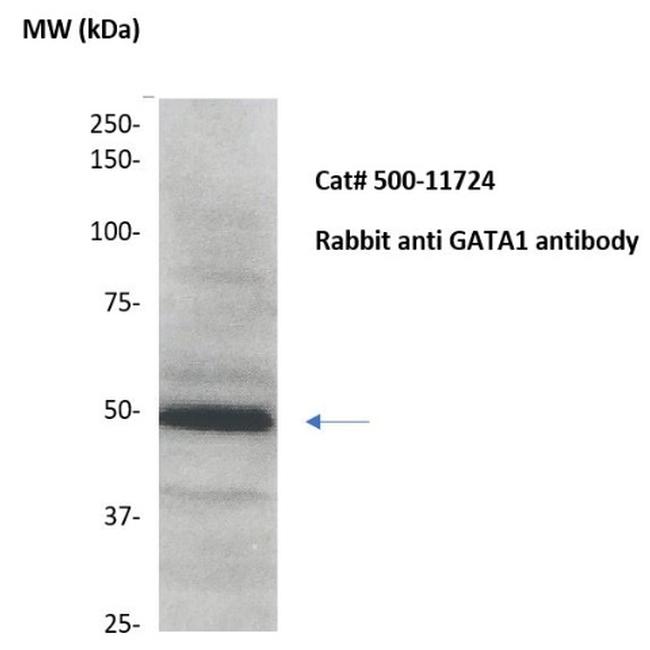 GATA1 Antibody in Western Blot (WB)