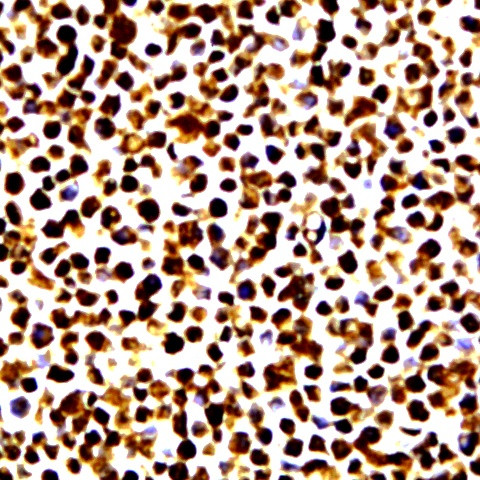 Phospho-JunB (Ser259) Antibody in Immunocytochemistry (ICC/IF)