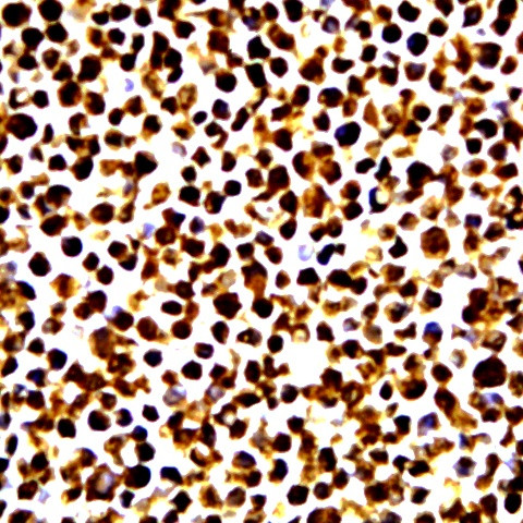 Phospho-JunB (Ser79) Antibody in Immunocytochemistry (ICC/IF)