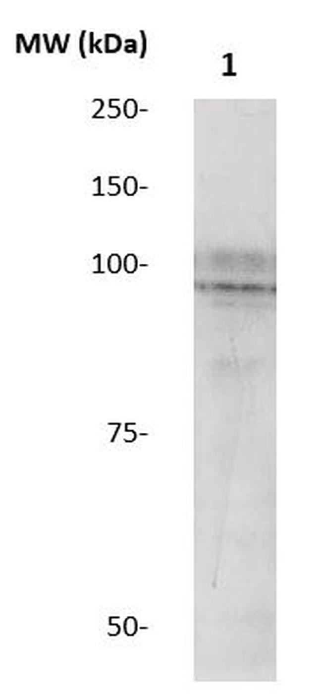 Phospho-STAT5A (Ser780) Antibody in Western Blot (WB)