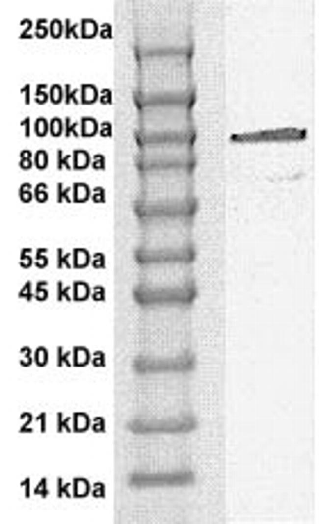 Phospho-STAT6 (Tyr641) Antibody in Western Blot (WB)