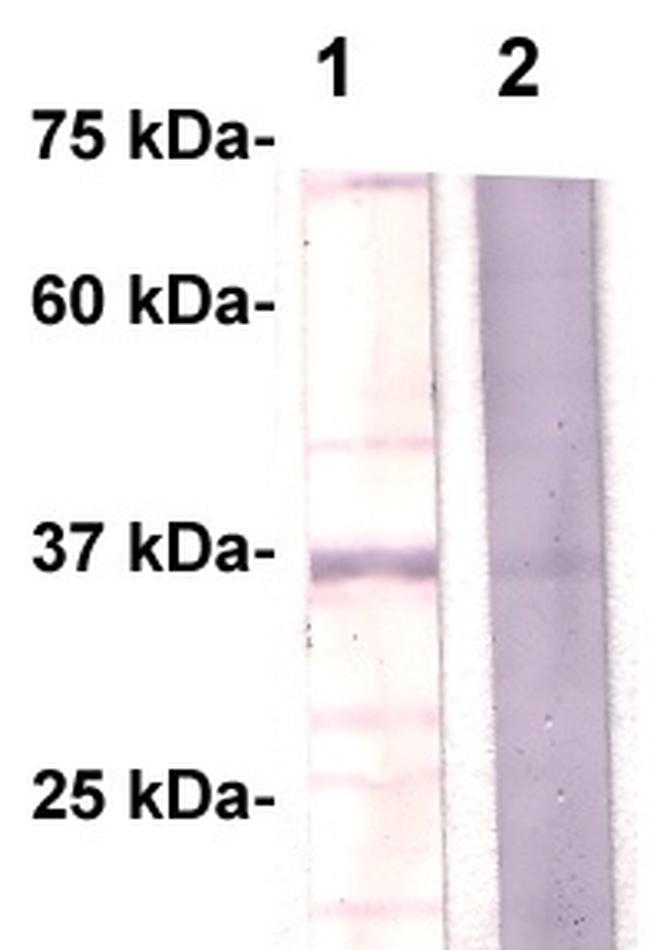 Annexin IV Antibody in Western Blot (WB)