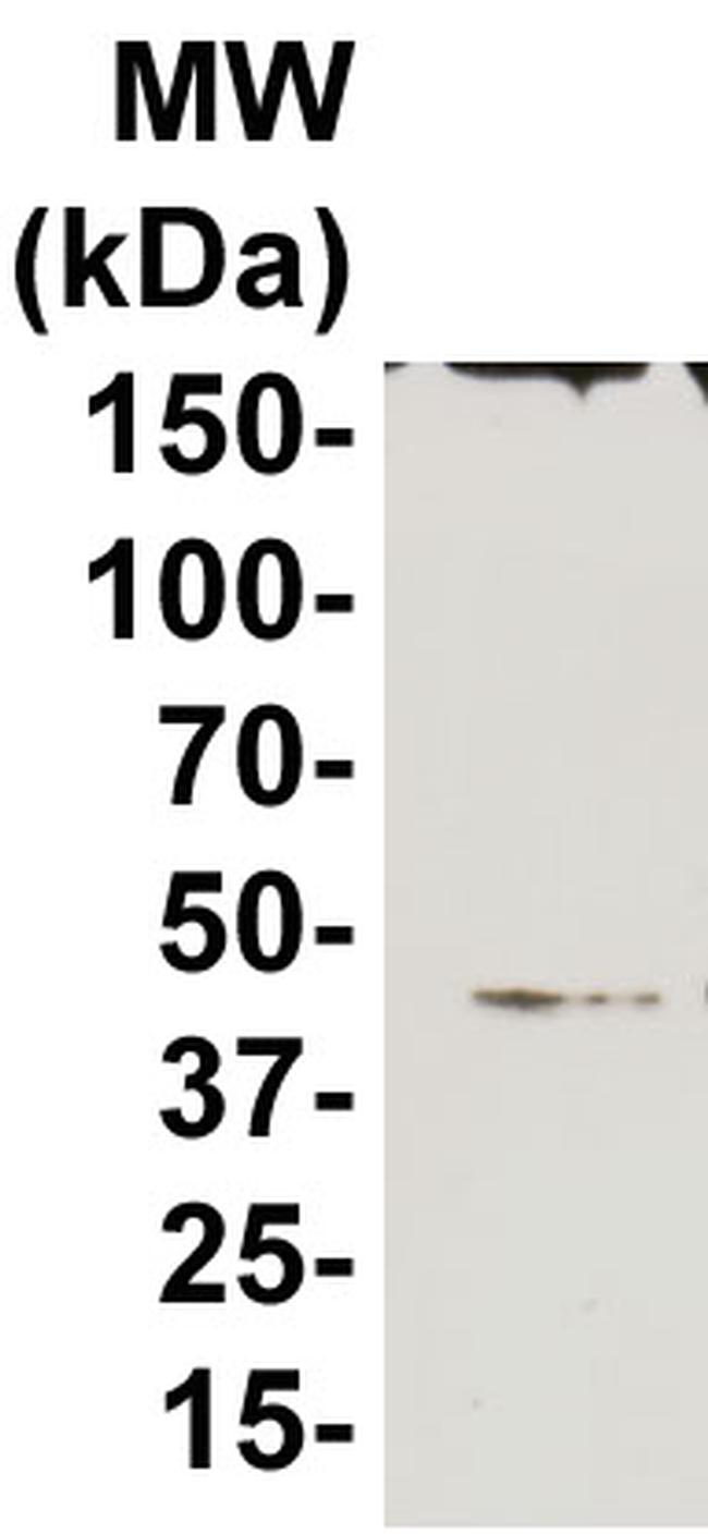CCR10 Antibody in Western Blot (WB)