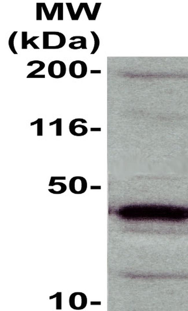 Ephrin B1 Antibody in Western Blot (WB)