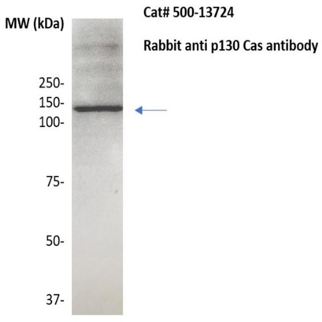 p130cas Antibody in Western Blot (WB)