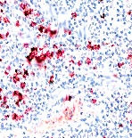 Caspase 7 Antibody in Immunohistochemistry (PFA fixed) (IHC (PFA))