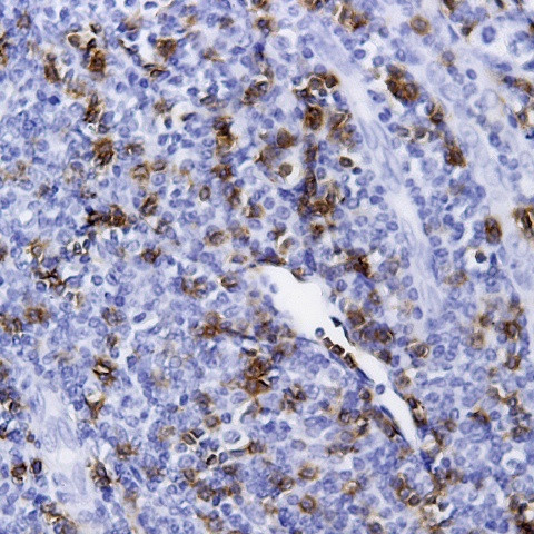 CD79a Antibody in Immunohistochemistry (Paraffin) (IHC (P))