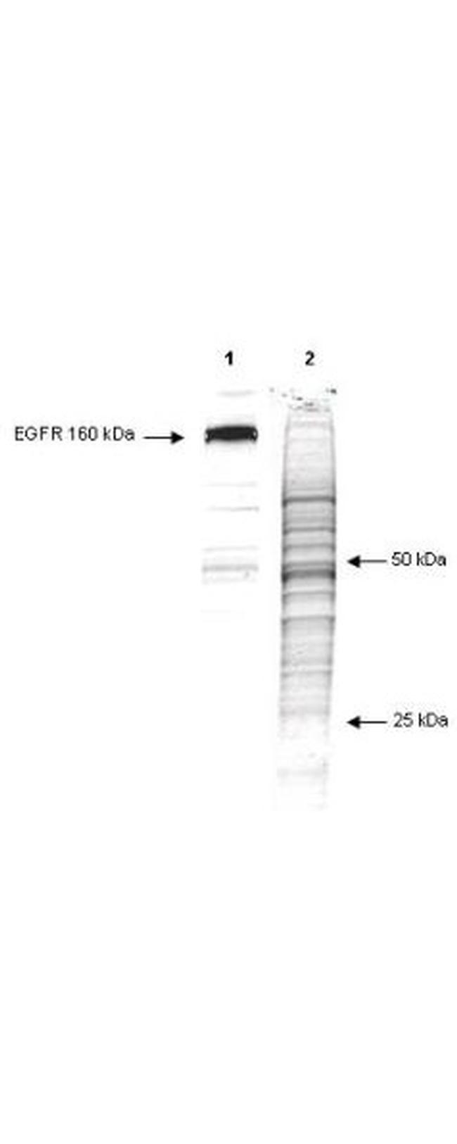 Phosphotyrosine Antibody in Western Blot (WB)