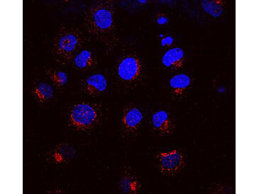 KDEL Receptor Antibody in Immunocytochemistry (ICC/IF)