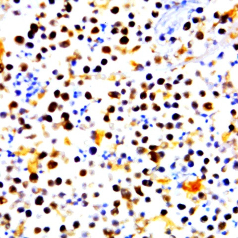 ERK1 Antibody in Immunocytochemistry (ICC/IF)