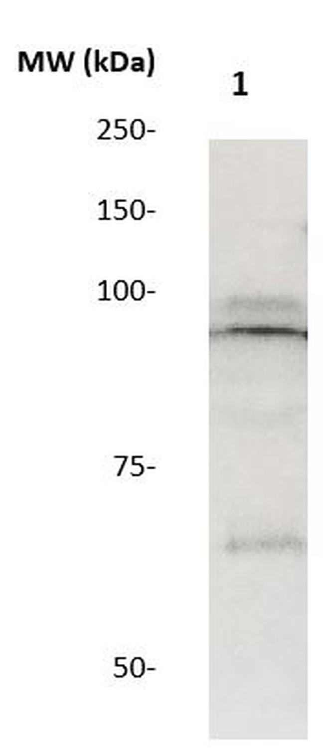 STAT5a Antibody in Western Blot (WB)
