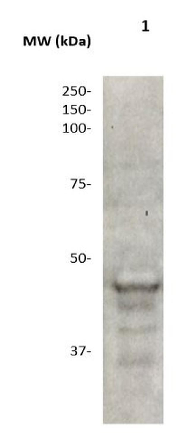 MMP-10 Antibody in Western Blot (WB)