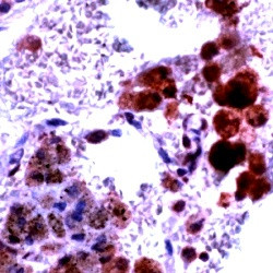 iNOS Antibody in Immunohistochemistry (Paraffin) (IHC (P))