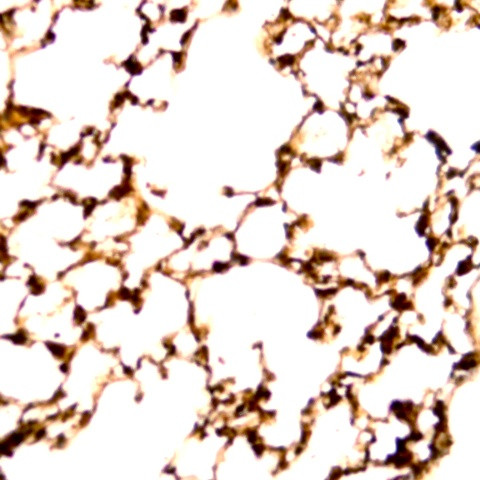 Tubulin beta Antibody in Immunohistochemistry (PFA fixed) (IHC (PFA))