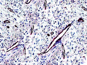 bNOS Antibody in Immunohistochemistry (Paraffin) (IHC (P))