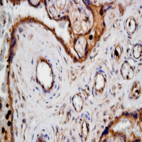 uNOS Antibody in Immunohistochemistry (Paraffin) (IHC (P))