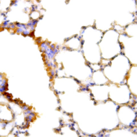 ERK2 Antibody in Immunohistochemistry (PFA fixed) (IHC (PFA))