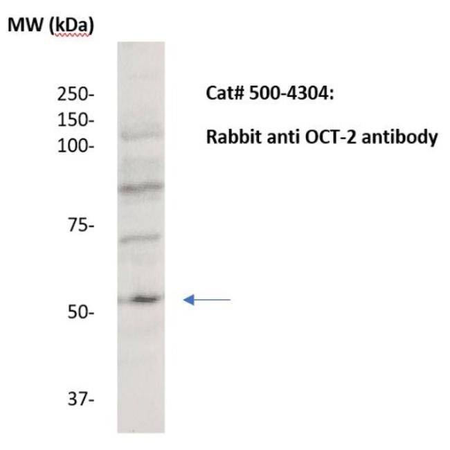 OCT-2 Antibody in Western Blot (WB)