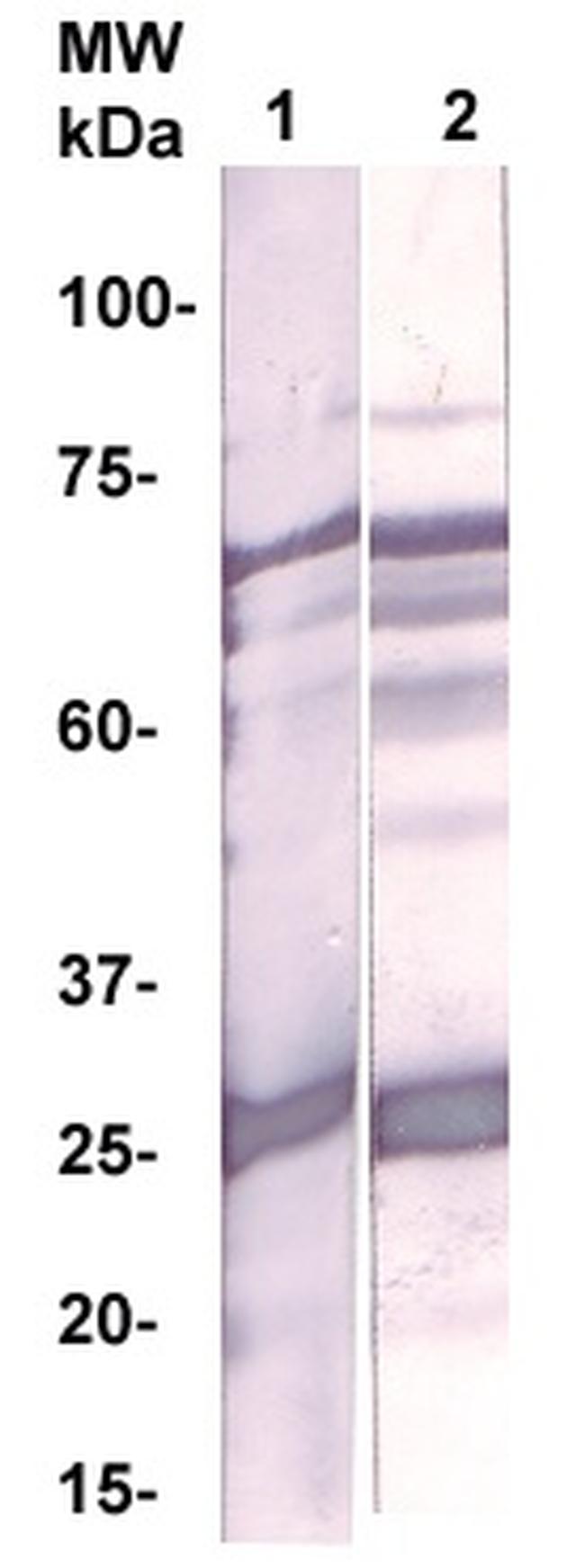 GST Antibody in Western Blot (WB)