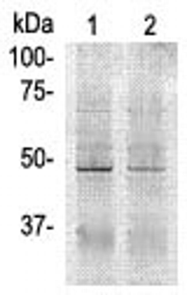Actin-beta Antibody in Western Blot (WB)