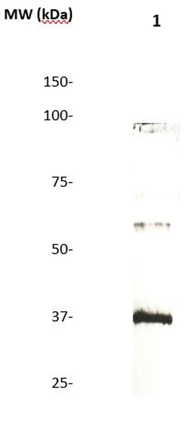 CD138 Antibody in Western Blot (WB)