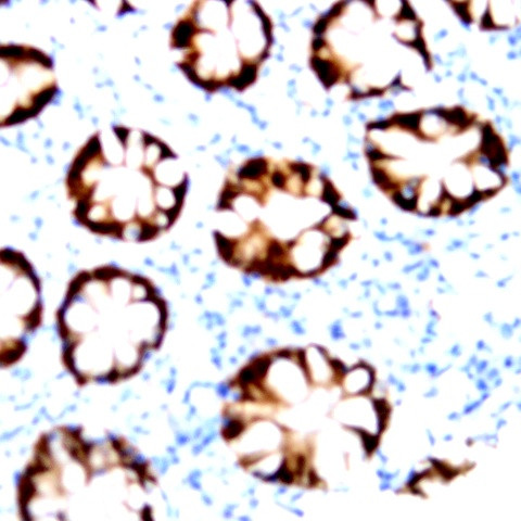 c-Jun Antibody in Immunohistochemistry (Paraffin) (IHC (P))
