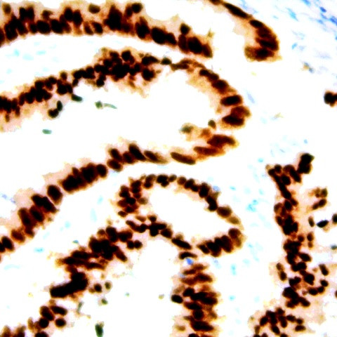 Bromodeoxyuridine (BrdU) Antibody in Immunohistochemistry (Paraffin) (IHC (P))