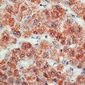 Mitochondria Antibody in Immunohistochemistry (Paraffin) (IHC (P))