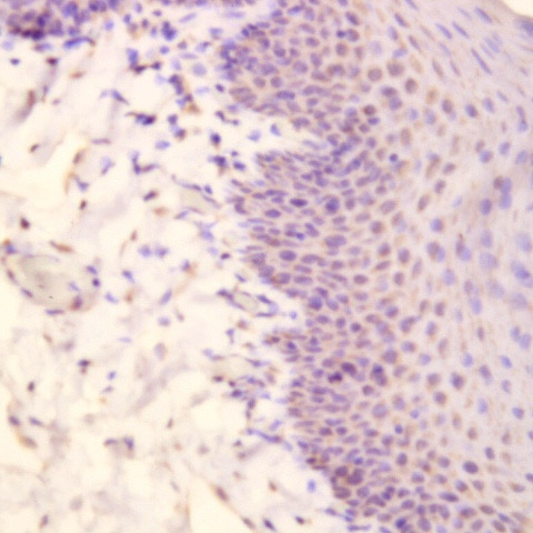 Myosin Heavy Chain, (Smooth Muscle) Antibody in Immunohistochemistry (Paraffin) (IHC (P))