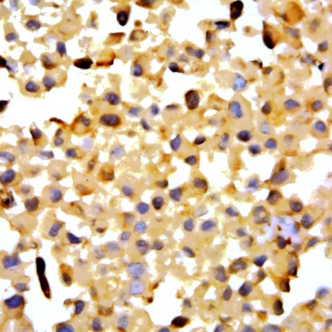 HSP86 Antibody in Immunocytochemistry (ICC/IF)