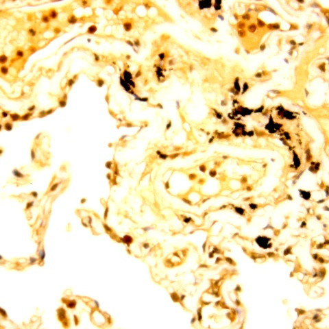 Raf -A Antibody in Immunohistochemistry (Paraffin) (IHC (P))