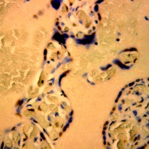 Caspase 5 Antibody in Immunohistochemistry (Paraffin) (IHC (P))