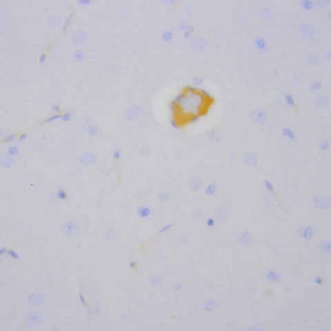 Phospho-CREB (Ser133) Antibody in Immunohistochemistry (Paraffin) (IHC (P))