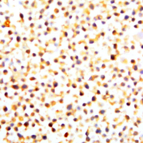 c-Src Antibody in Immunocytochemistry (ICC/IF)
