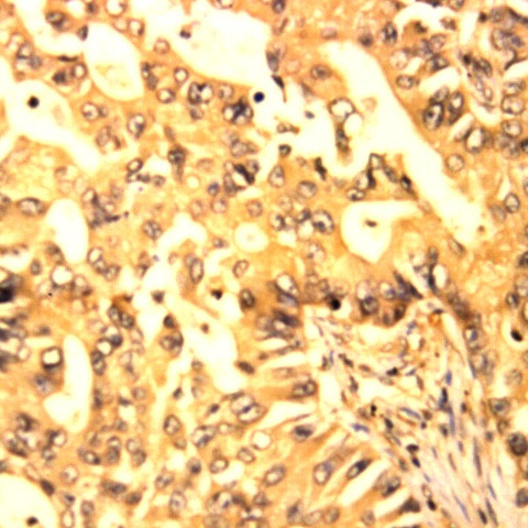 Glycogen Synthase Kinase 3b (GSK3b) Antibody in Immunohistochemistry (Paraffin) (IHC (P))