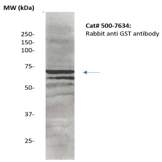 GST Antibody in Western Blot (WB)