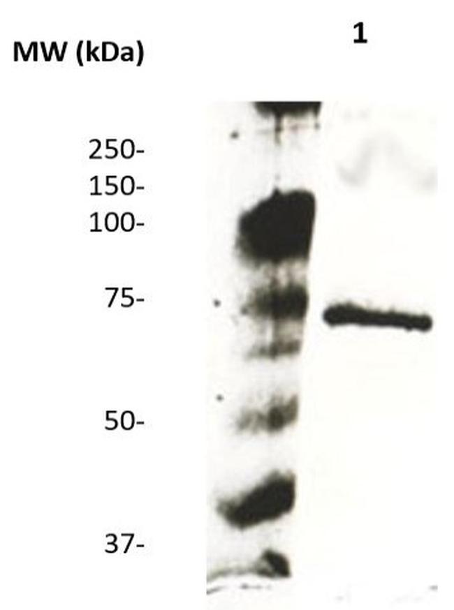 HA (Hemagglutinin) Tag Antibody in Western Blot (WB)